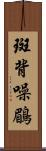 斑背噪鶥 Scroll