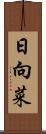 日向菜 Scroll