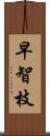 早智枝 Scroll