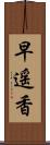 早遥香 Scroll