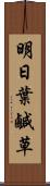 明日葉 Scroll