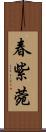 春紫菀 Scroll