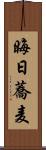 晦日蕎麦 Scroll