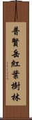 普賢岳紅葉樹林 Scroll