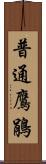 普通鷹鵑 Scroll