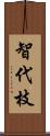 智代枝 Scroll