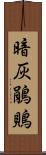 暗灰鵑鵙 Scroll