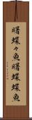 曙蝶々魚 Scroll