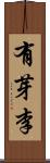 有芽李 Scroll