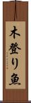 木登り魚 Scroll