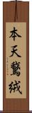 本天鵞絨 Scroll
