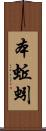 本蚯蚓 Scroll