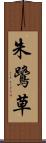 朱鷺草 Scroll