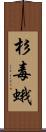 杉毒蛾 Scroll