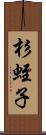 杉蛭子 Scroll