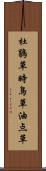 杜鵑草 Scroll