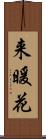 来暖花 Scroll