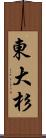 東大杉 Scroll
