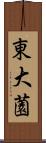 東大薗 Scroll