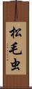 松毛虫 Scroll