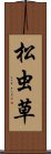 松虫草 Scroll