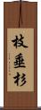 枝垂杉 Scroll