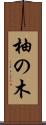 柚の木 Scroll