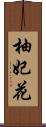 柚妃花 Scroll