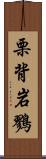 栗背岩鷚 Scroll