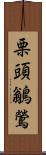 栗頭鶲鶯 Scroll