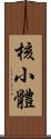 核小體 Scroll