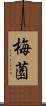 梅薗 Scroll