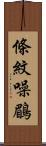 條紋噪鶥 Scroll
