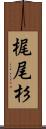梶尾杉 Scroll
