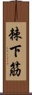 棘下筋 Scroll