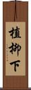 植柳下 Scroll