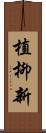 植柳新 Scroll