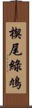 楔尾綠鳩 Scroll