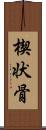 楔状骨 Scroll