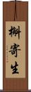 槲寄生 Scroll