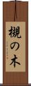 槻の木 Scroll