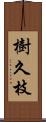 樹久枝 Scroll