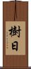樹日 Scroll