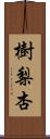 樹梨杏 Scroll