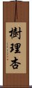 樹理杏 Scroll