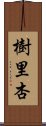 樹里杏 Scroll