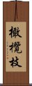 橄欖枝 Scroll