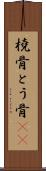 橈骨 Scroll