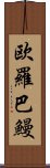 欧羅巴鰻 Scroll