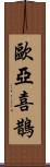歐亞喜鵲 Scroll